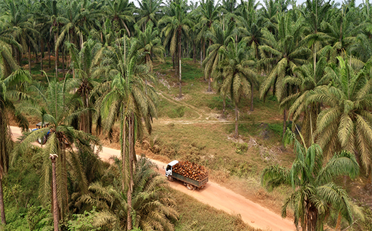 Palm Oil Mill in Indonesia